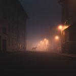 Night Annimals / Mikko Lagerstedt