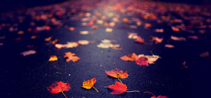 christopher_o'donnell_photographie_autumn_3