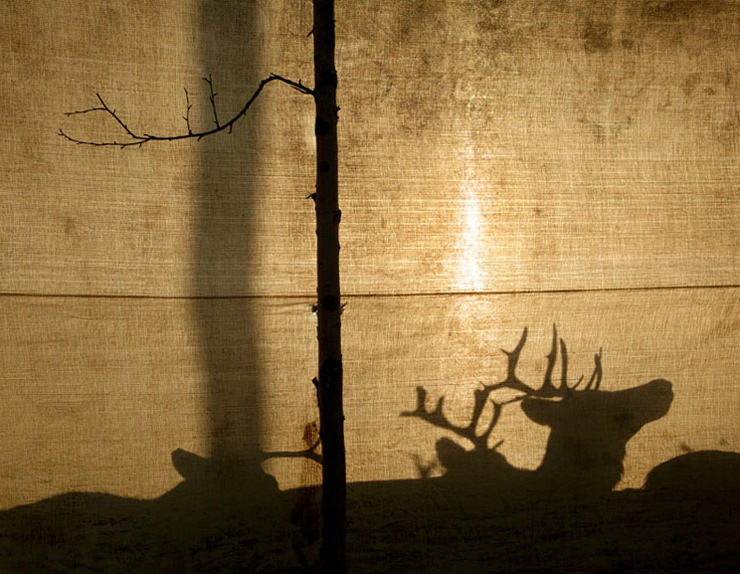photographie erika larsen sami walking with reindeer