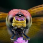 Macro Workshop / Kurt Orionmystery