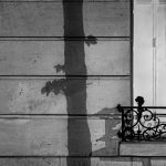 Paris Tree Shadows / Michael Wolf