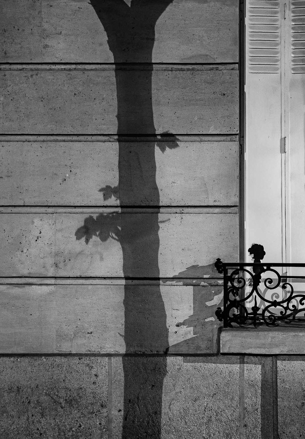 Paris Tree Shadows / Michael Wolf