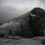 Animals portraits / Simen Johan