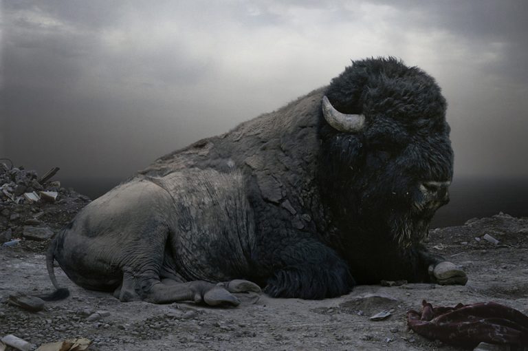 Animals portraits / Simen Johan